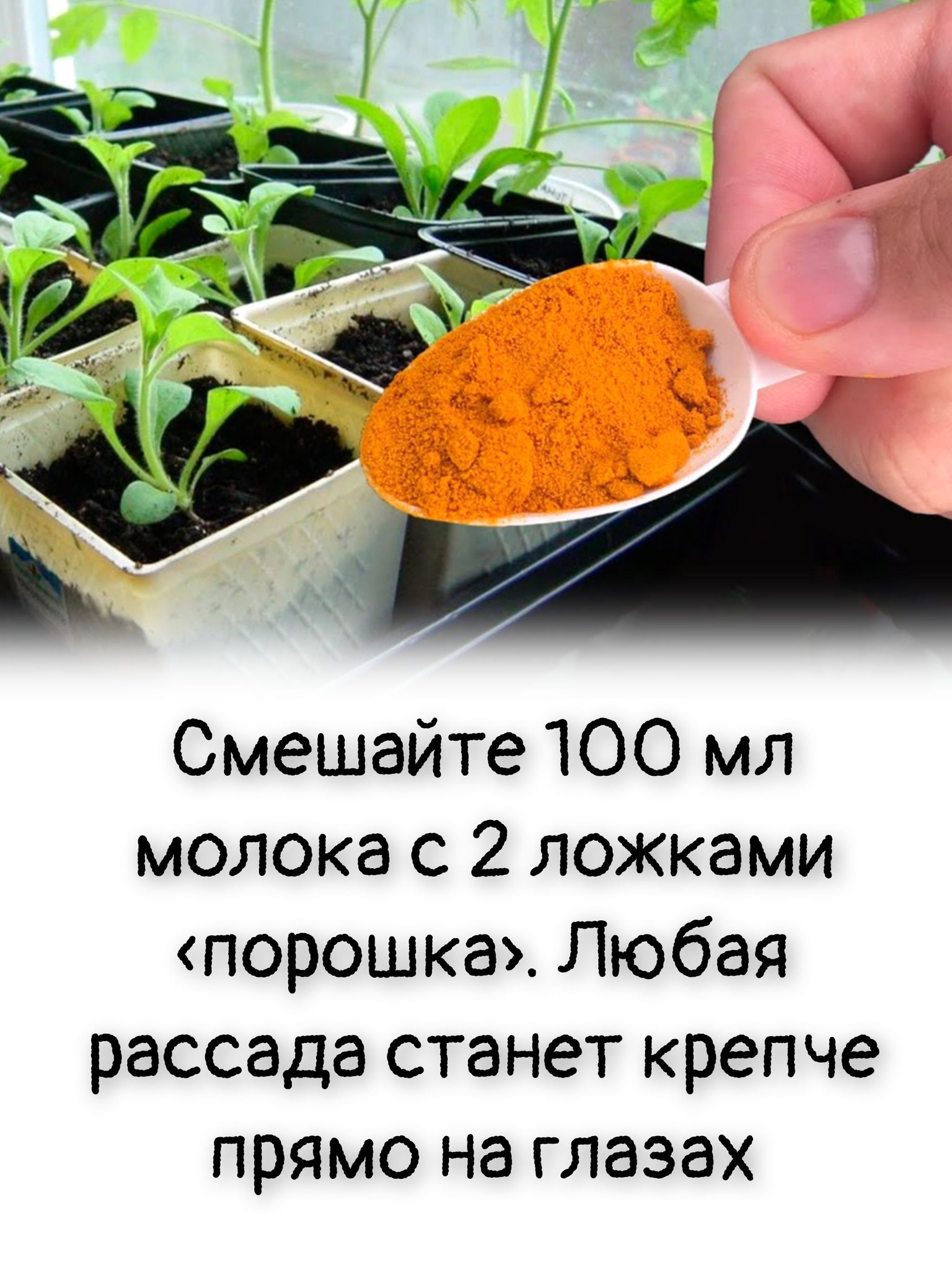 Смешайте 100 мл молока с 2 ложками «порошка». Любая рассада станет крепче прямо на глазах
