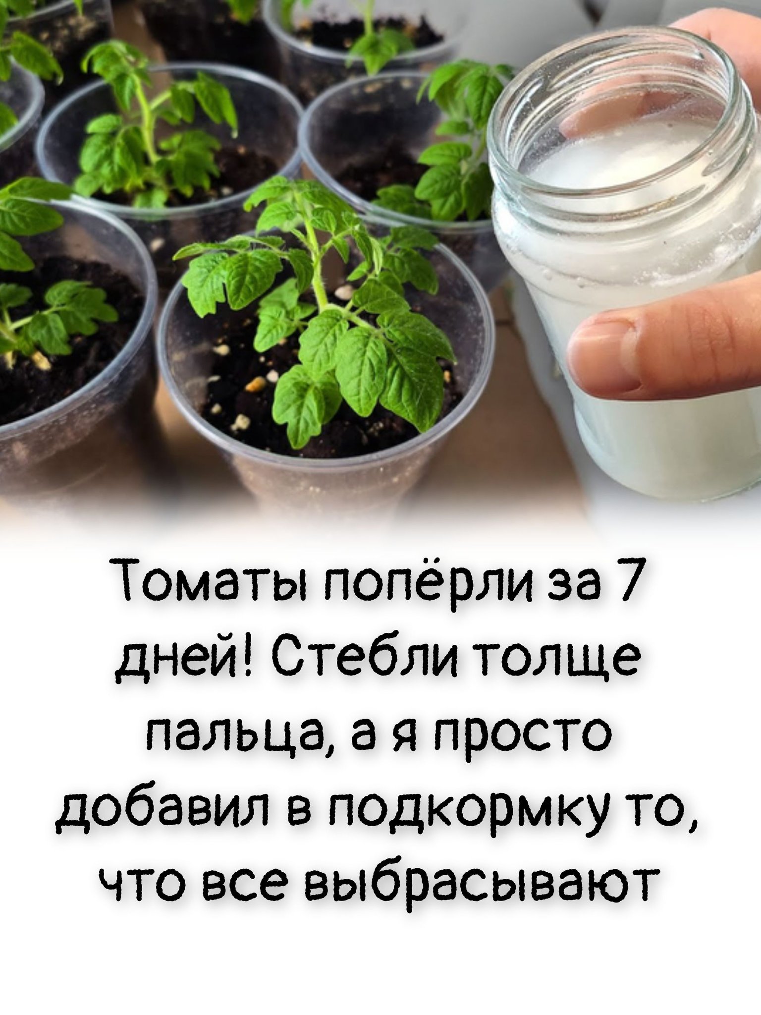 Томаты попёрли за 7 дней! Стебли толще пальца, а я просто добавил в подкормку то, что все выбрасывают