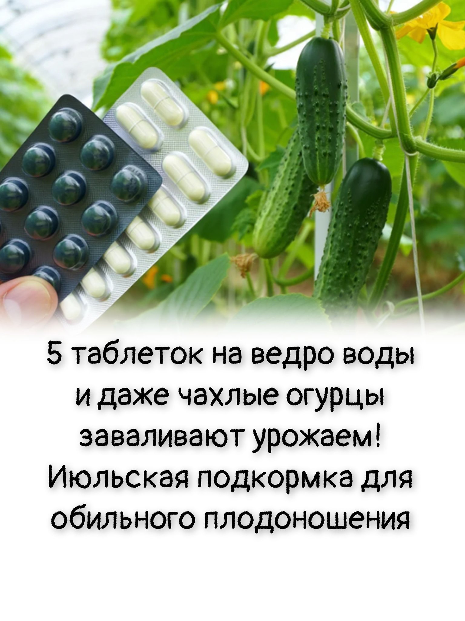 5 таблеток на ведро воды и даже чахлые огурцы заваливают урожаем! Июльская подкормка для обильного плодоношения