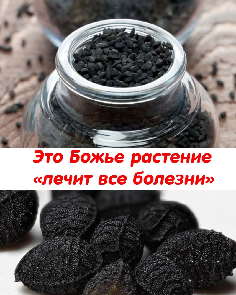 СЕМЕНА ЧЕРНОГО ТМИНА — ВОЛШЕБНОЕ ЛЕКАРСТВО ПРИРОДЫ.