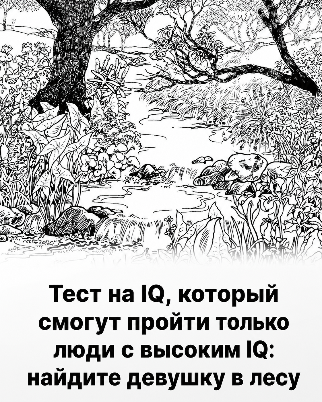 Тест на IQ: как найти скрытое изображение в лесу и почему ваш мозг его игнорирует