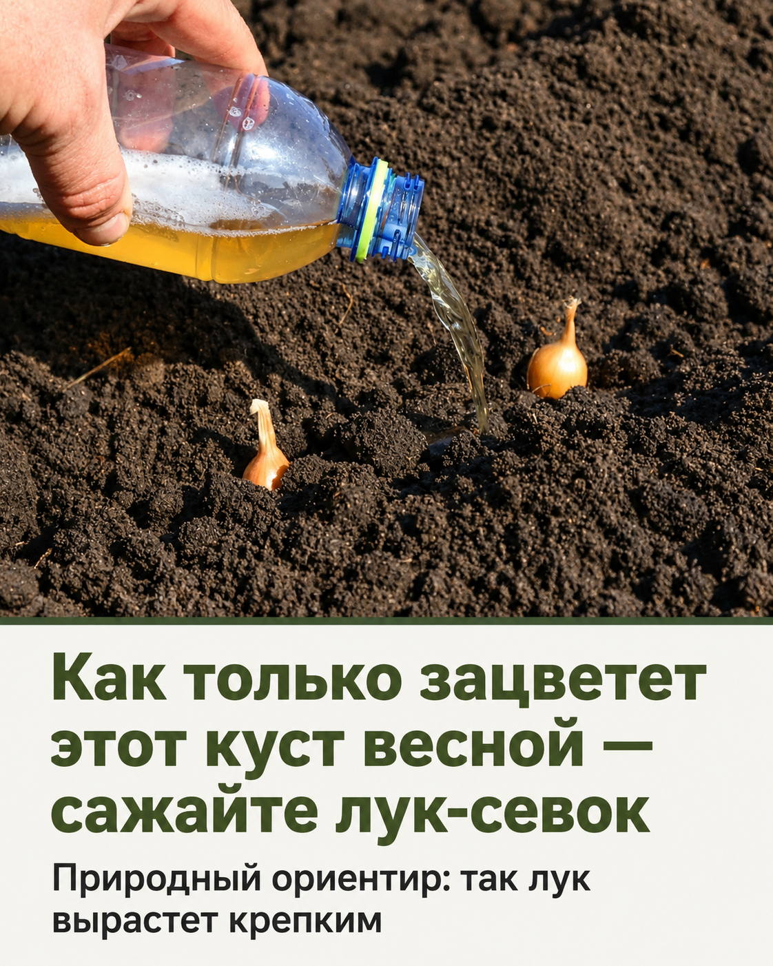 Зацвела черемуха — пора сажать лук-севок